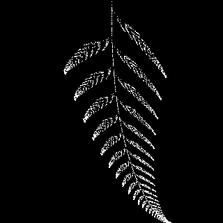 fern.gif