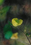 Buttercup 11 x 14 signed print - $30.00 C