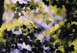 Green Light 11 x 14 signed print - $30.00 C