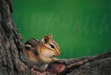 Chipmunk Heaven 11 x 14 signed print - $30.00 C