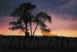 Turbulent Sunset 11 x 14 signed print - $30.00 C