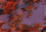 Blurred Beauty 11 x 14 signed print - $30.00 C 