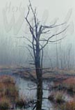 Solitude 11 x 14 signed print - $30.00 C