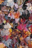 Potpourri Dream 11 x 14 signed print - $30.00 C