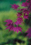 Violet Beauty 11 x 14 signed print - $30.00 C