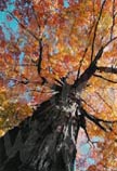 Autumn Splendor 11 x 14 signed print - $30.00 C