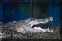 crocodile.gif (175541 bytes)