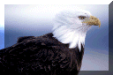 eagle.gif (109451 bytes)