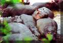 hippos.gif (153543 bytes)