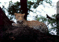 leopard.gif (147772 bytes)