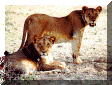 lions.gif (175873 bytes)