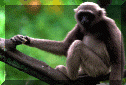 monkey.gif (128498 bytes)