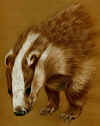 badger.jpg (334166 byte)