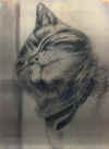 catsketch.jpg (266780 byte)