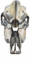 cowskull.jpg (198570 byte)