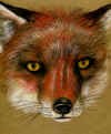 fox.jpg (377105 byte)