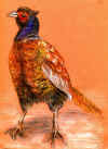 pheasantbright.jpg (449598 byte)
