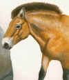 przewalski_horse.jpg (69576 byte)