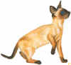 spsicat.jpg (96069 byte)