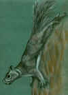 squirrel.jpg (281942 byte)