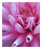 Sreejith's photos on flickr.com