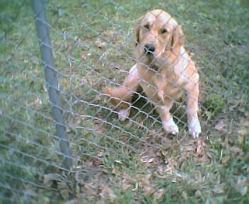 iTS A NICE PUPPY! : ) 