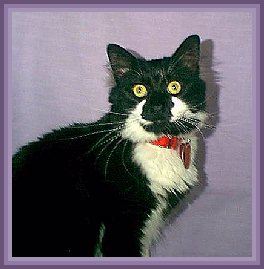Sylvester
