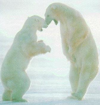 A nifty polar bear