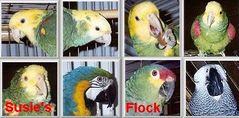 Susie's Flock