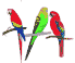 parrots