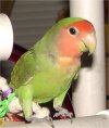 Peach Faced Lovebird