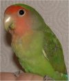 Peach Faced Lovebird