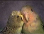 PeachFace Lovebird
