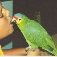Charlie red lored amazon/grandson Jerry