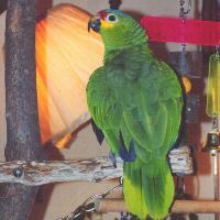 Charlie red lored amazon