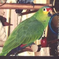 Charlie