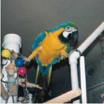 JozeyJo blue and gold macaw