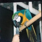JozeyJo blue and gold macaw