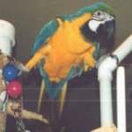 JozeyJo blue and gold