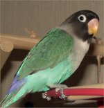 Blue Masked Lovebird