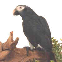 Smoki African Grey Timneh