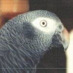 Smoki