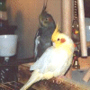 Sydney and Woody