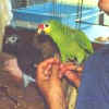 Charlie/Smoki