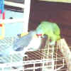 Charlie