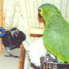 Charlie/Smoki
