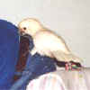 Fluffy n Jerry