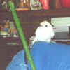 Fluffy n Jerry