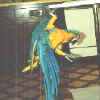 Jozey hanging on play stand