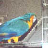 Jozey with travel cage